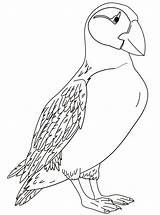Puffin Papegaaiduikers Kolorowanki Malvorlage Puffins Papageientaucher Birds Stemmen Horned Atlantic Zo Stimmen sketch template