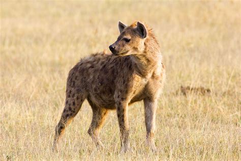 spotted hyena wikipedia