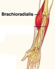 brachioradialis google search muscle anatomy muscle anatomy anatomy physiology