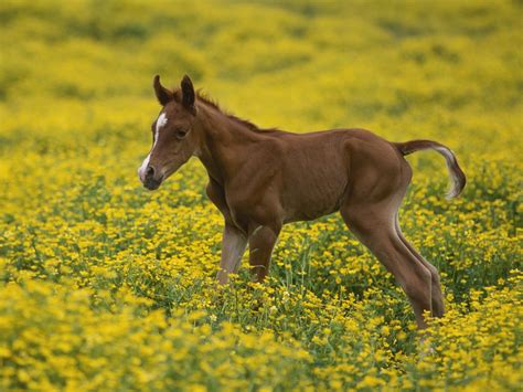 photo baby horse animal bspo girl   jooinn