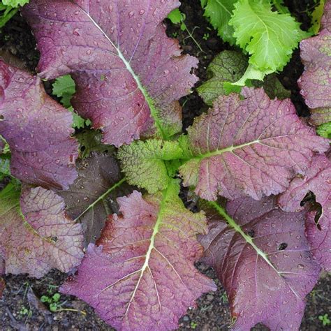 Mustard Red Giant Brassica Juncea Mustard Greens Mustard Seed