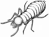 Termite Clipart Drawing Insect Large Coloring Getdrawings Pest sketch template