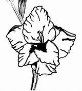 Colorat Planse Gladiole Fise Floare Gladiola Universdecopil sketch template