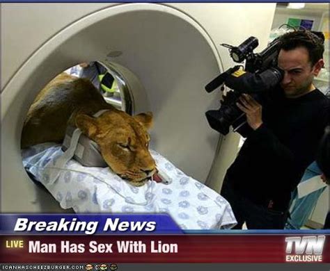 breaking news man has sex with lion cheezburger