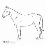 Horse Standardbred Coloring Pages Standing Color Line Index Own sketch template