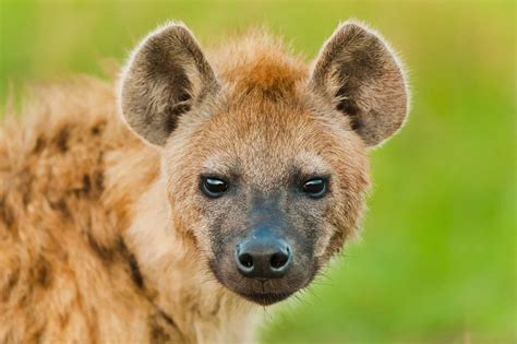 interesting spotted hyena facts factins