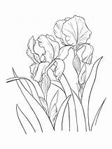 Iris Pages Flower Coloring sketch template
