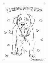 Labrador Adults sketch template