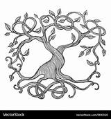 Tree Celtic Life Vector Vectorstock Royalty sketch template