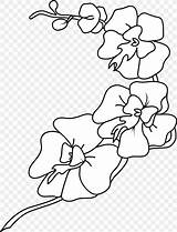 Orchid Orchids Storczyki Kolorowanki Openclipart Dzieci Dendrobium Webstockreview sketch template