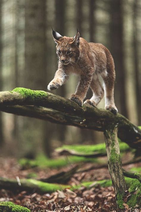 716 best images about bob cat caracal golden cat lynx manual pampas pallas and serval on