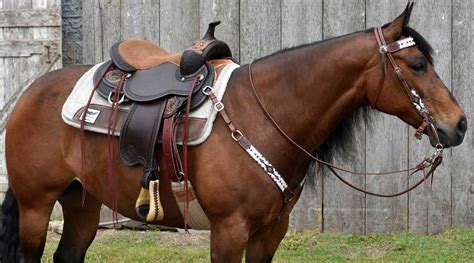 western saddle fitting  tips  proper fit selecting saddle pads