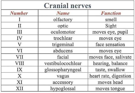 cranial nerves chart