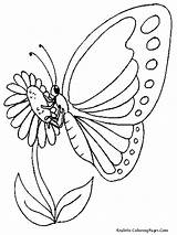 Butterfly Coloring Pages Boys Realistic Flower Sun sketch template