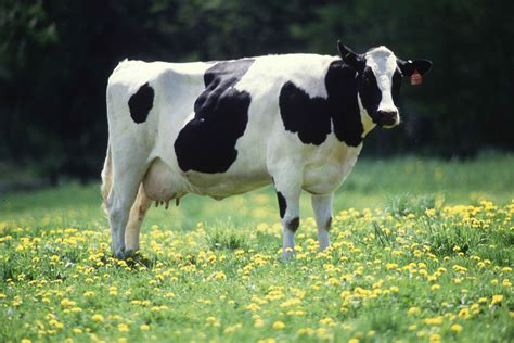 cows milk  jellicle blog