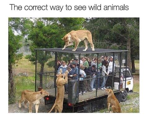 correct    wild animals ifunny