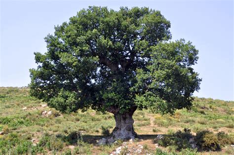 fileoak tree  corsicajpg wikipedia