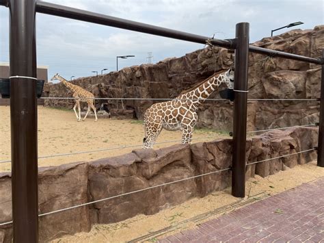 giraffes  enclosure  complete  club westside