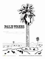 Joshua Coloring Tree National Park Designlooter 453px 18kb Palm Trees sketch template