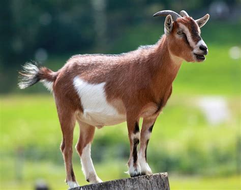 morning poll goats  schools arlnowcom