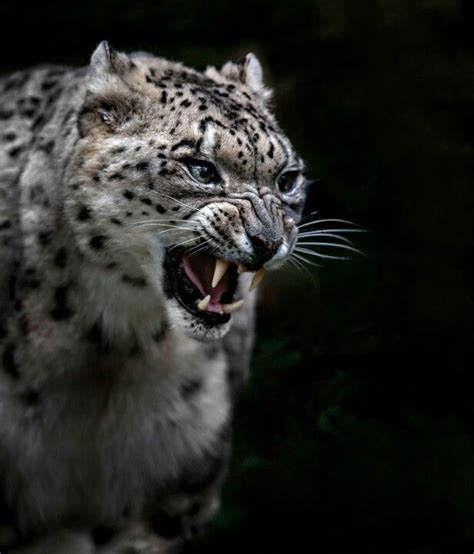 I Know You Don T Believe Me But Snow Leopards Are