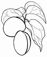 Apricot Coloring Pages Coloringway sketch template