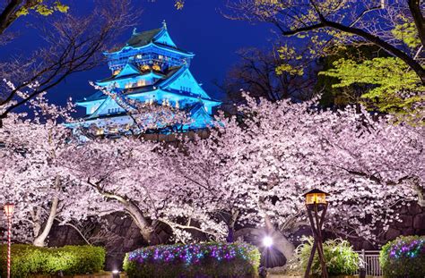 find japans  cherry blossom   klook travel blog