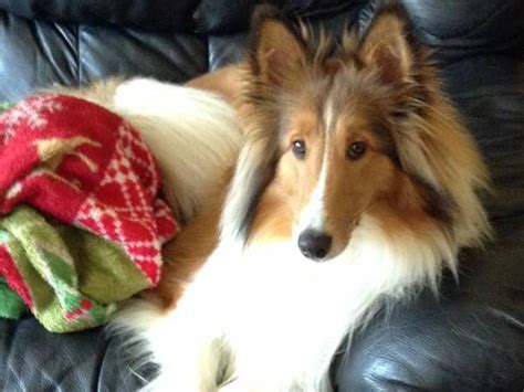 46 Best Lost And Found Collies Shelties X Images On Pinterest