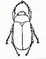 Insect Coloring Pages Part Zoom Print sketch template