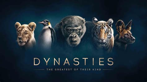 bbc  show dynasties  ultra hd  bbc iplayer news broadcast