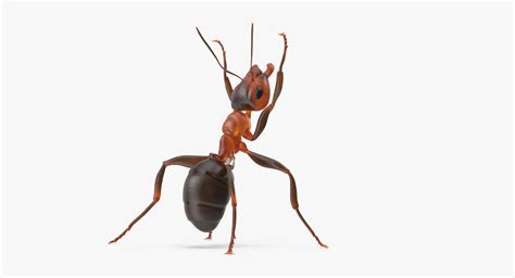 ant holding pose