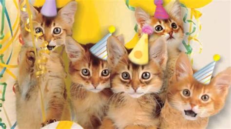 Cute Cats Sing Happy Birthday Bere Youtube