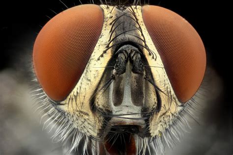 amazing insects  close  close nature photo digest