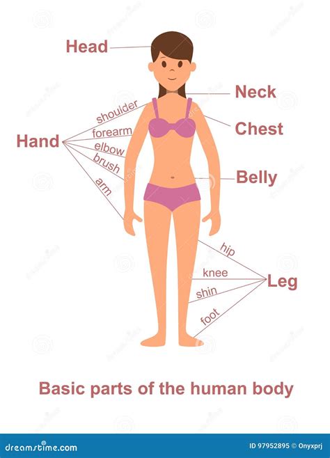 partes del cuerpo de la mujer onahtamela