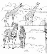 Zoo Coloring Animals Pages Kids Print Zebra sketch template