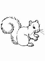 Squirrel Outline Coloring Clipart Pages Printable Drawing Gray Drawings Clip Skunk Colouring Kids Silhouettes Animals Grey Forest Animal Squirrels Line sketch template