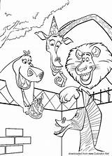 Madagascar Marty Birthday Cartoons Coloring sketch template