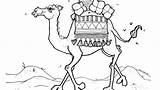 Camel Coloring Desert Pages Drawing Camels Clipart Outline Printable Prophet Color Christmas Colouring Craft Qatar Drawings Lds Para Kids Print sketch template