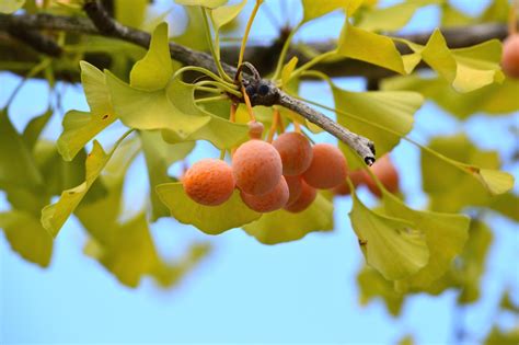 ginkgo fruit edible    eating ginkgo biloba nuts