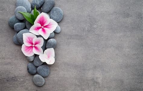 photo wallpaper flowers stones flower orchid spa