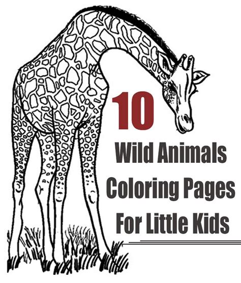 wild animal coloring page    quality file