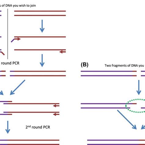 Dna Assembly Techniques A Splicing Overlap Extension Pcr Indicative
