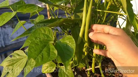 green beans growing  container vegetable grow  container