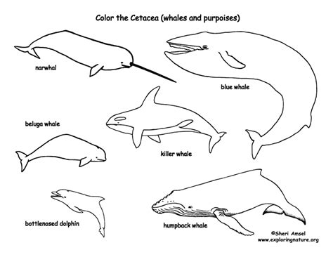 whales  dolphins cetacea coloring page