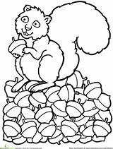 Squirrel Scaredy Squirrels Acorn Craft Colouring sketch template