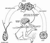 Amoeba Brain Eating Life Cycle Fowleri Naegleria Getdrawings Drawing sketch template