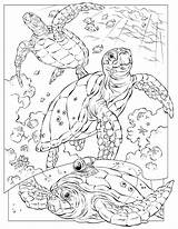 Turtle Coloring Monk Designlooter Leatherback Sea Animal Color Coloringbook Town Sheet Animals Printable Pages sketch template