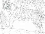 Tiger Coloring Siberian Bengal Printable Getcolorings Pages Colouring sketch template