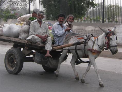life donkey carts