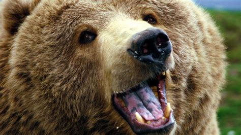 grizzly bear wallpapers images  pictures backgrounds